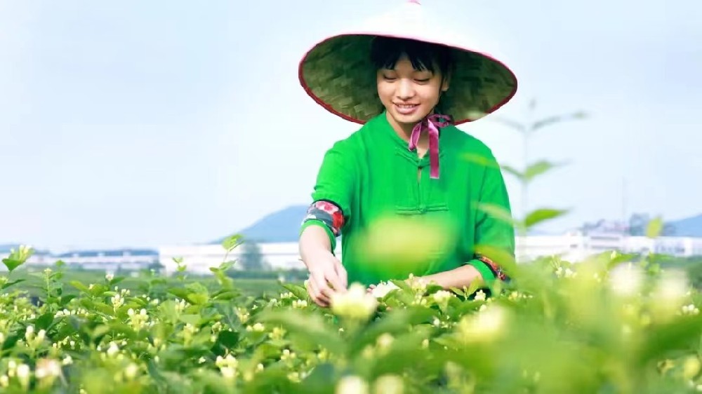 广西横州:擦亮农业品牌 茉莉花香飘世界